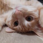 Thumbnail of related posts 148