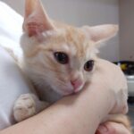 Thumbnail of related posts 188